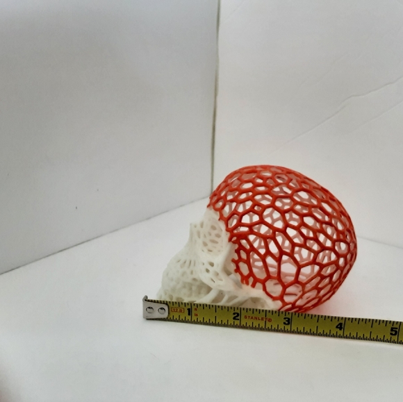 Skull - Picture 6 of 7